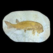 PEIPIAOSTEUS