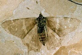 PAPILLON