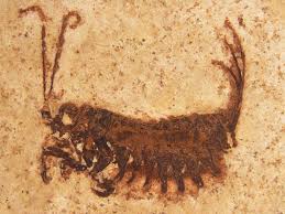COLEOPTERA