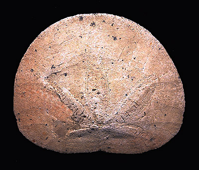 DENDRASTER COALINGAENSIS