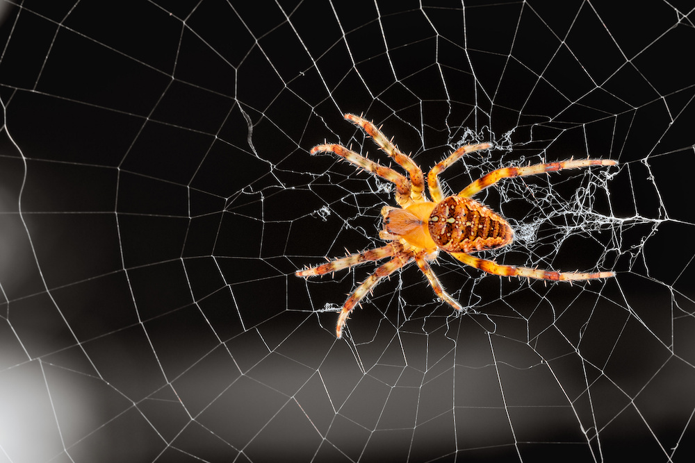 THE SPIDER’S MIRACULOUS GEOMETRY