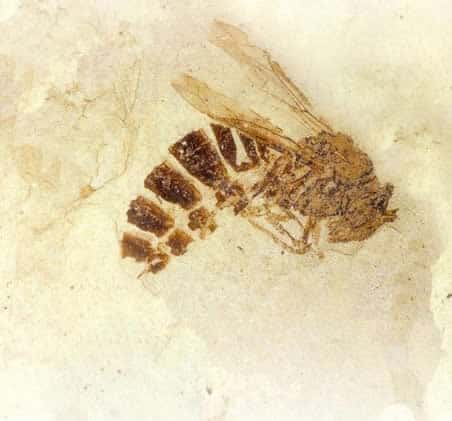 WASP