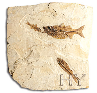SERRANIDAE (HANİ BALIĞI)