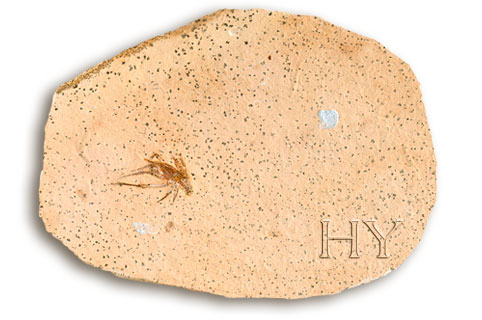 SALTAMONTES