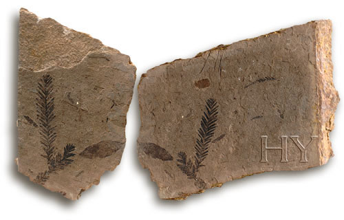 HOJA DE SECUOYA