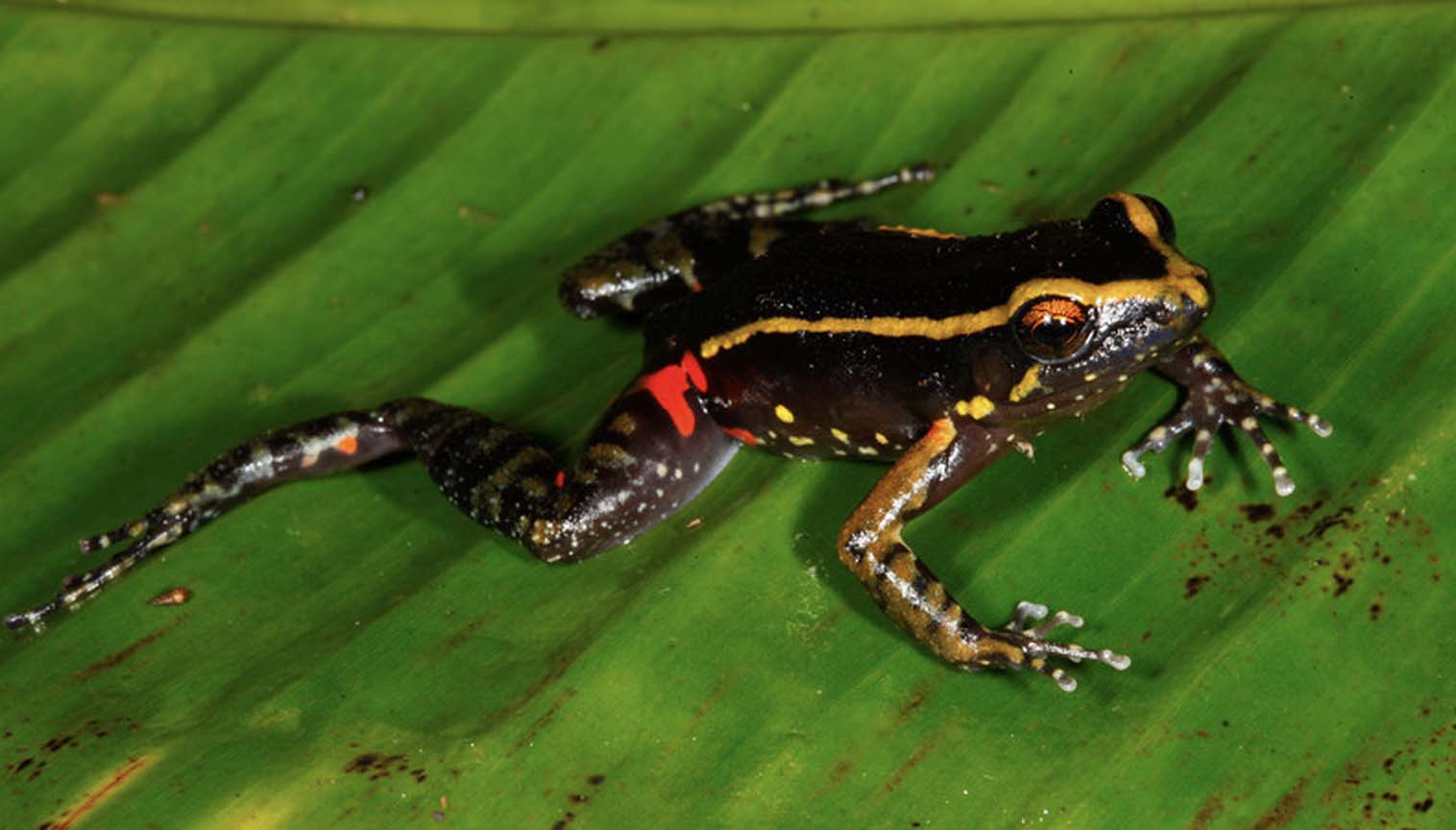 The Amazonian Frog's Special Ant-Repellent Chemical Weapon