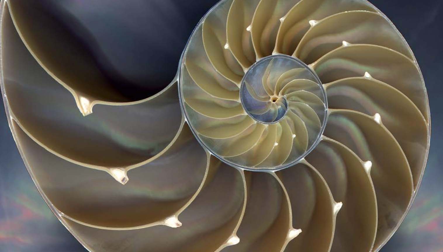 Nautilusun spiralşəkilli çanağı