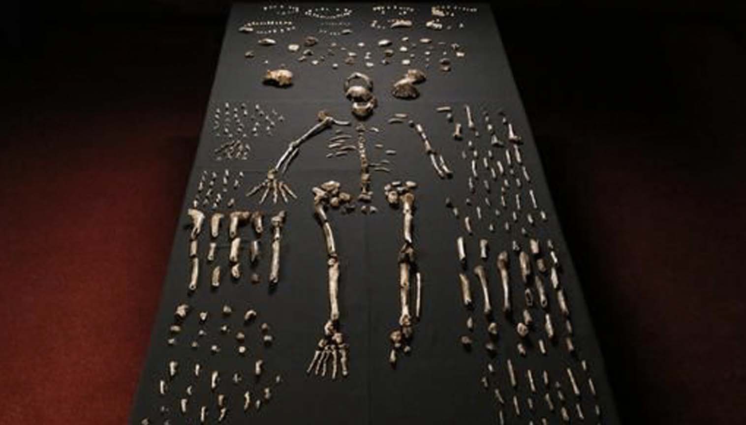 The claims about the so-called intermediate form Homo naledi, which are repeated every year, didn't last long this time