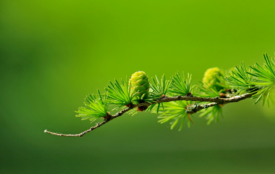HZ. MEHDİ (AS) İNSANLARA SAMİMİYETİ, SEVGİYİ ÖĞRETECEK