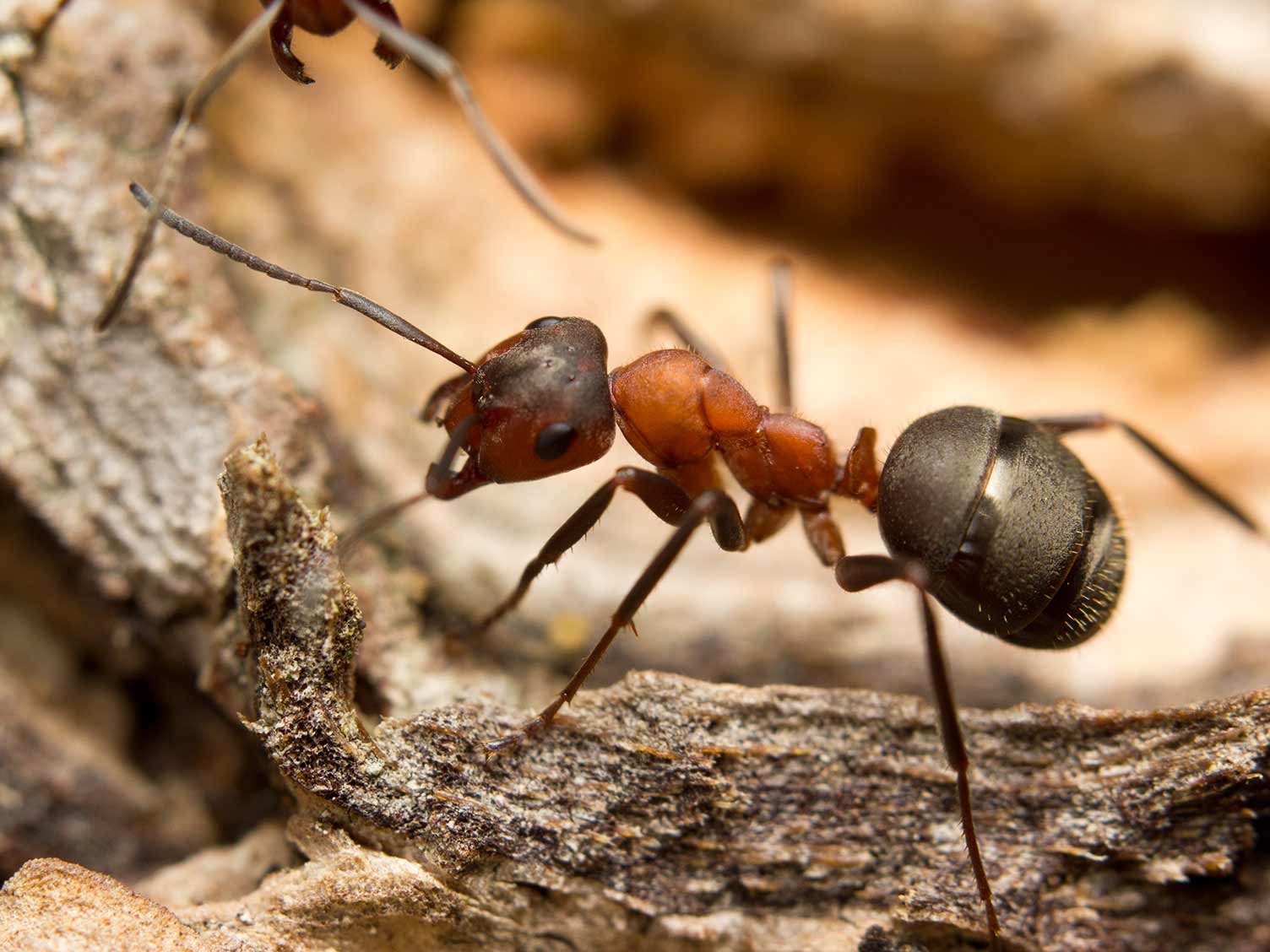 HORMIGAS ALQUIMISTAS