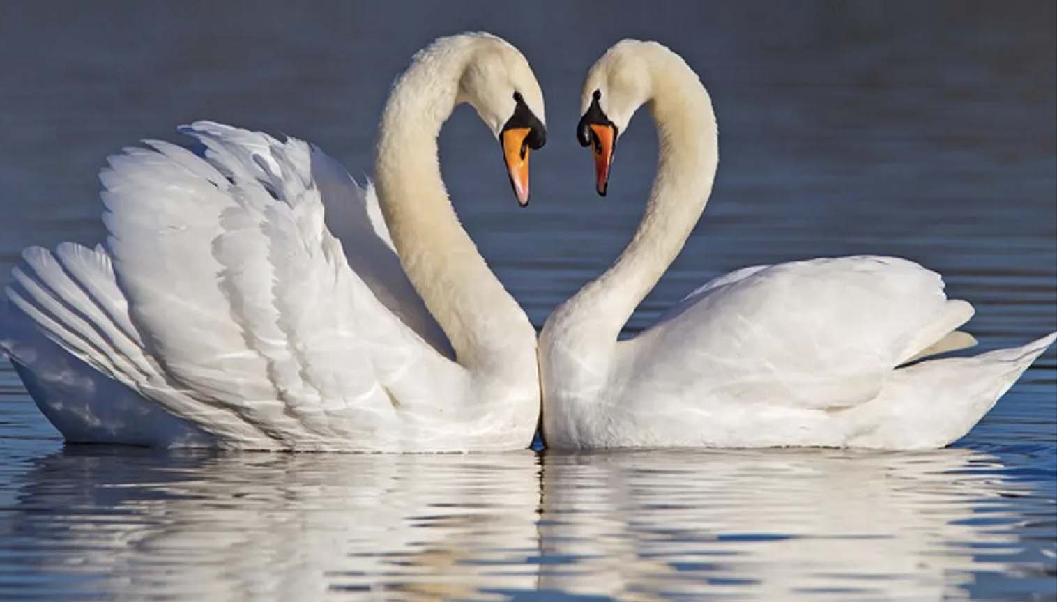 Never Plead Ignorance About The Miraculous Features of Living Beings Surrounding You