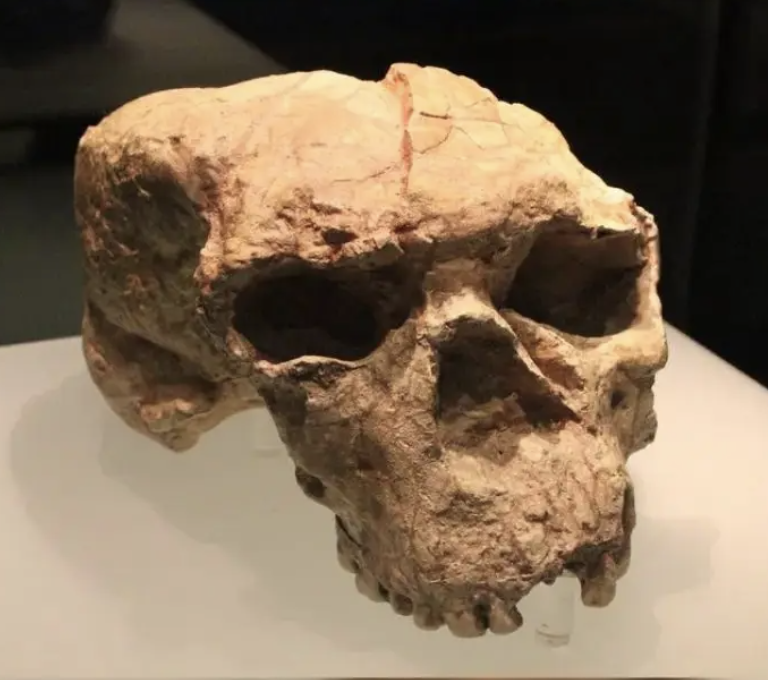 Evolutionists' Latest Perception Operation: YUNXIAN SKULL  And  CHINA'S FOSSIL SECTOR
