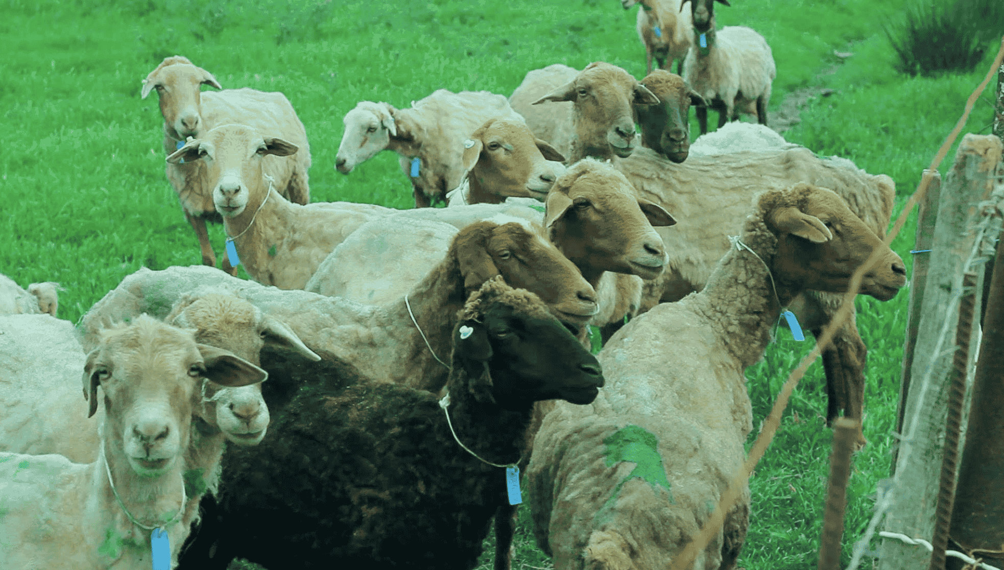 MÜNAFIK KOYUN GİBİ AKILSIZDIR