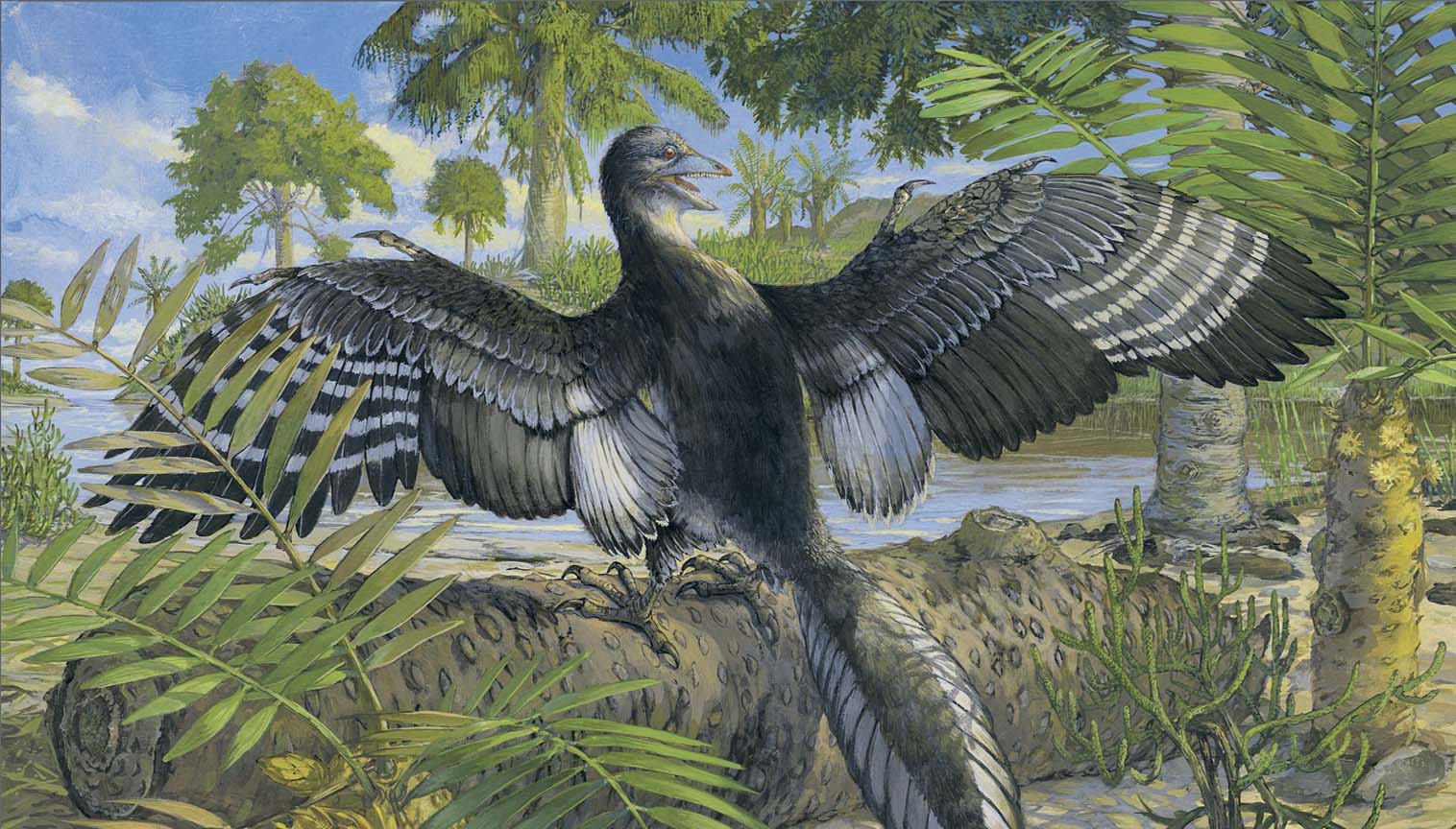 Archaeopteryx is a perfect flying bird