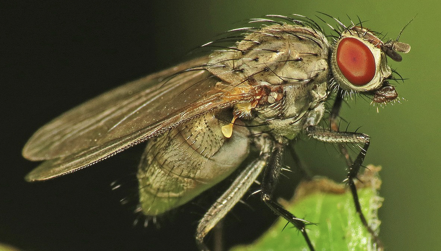 Milçəkdəki möcüzə işıq üzünə çıxarıla biləcəkmi?