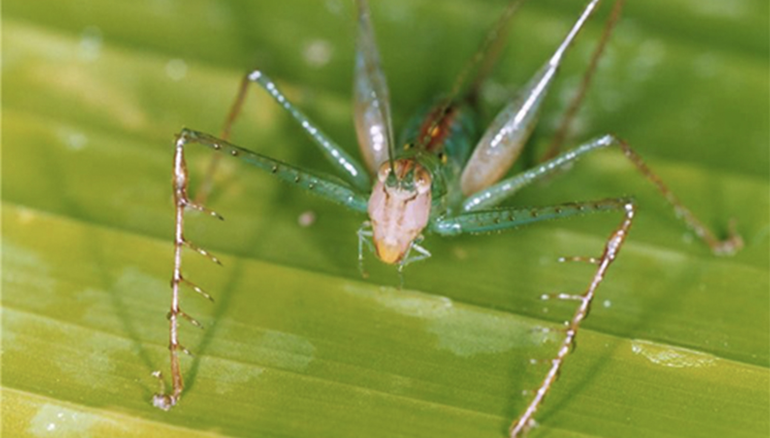 Heyvanlar aləmində ən uca səsli həşərat - “Supersonus”  