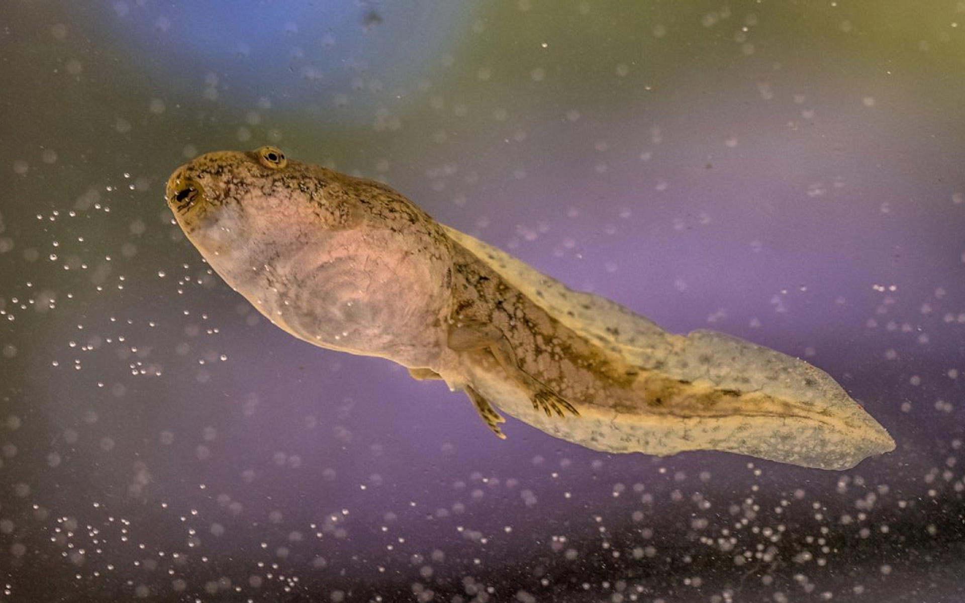 Distortion Method Used in the 161 Million-Year-Old Tadpole Fossil