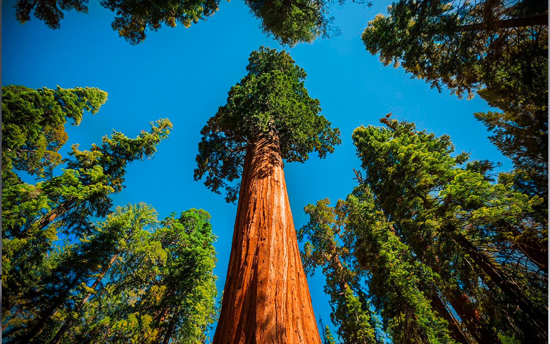 Ağaclardakı Hidrofor Sistemi və 2000 İllik Sekvoyalar