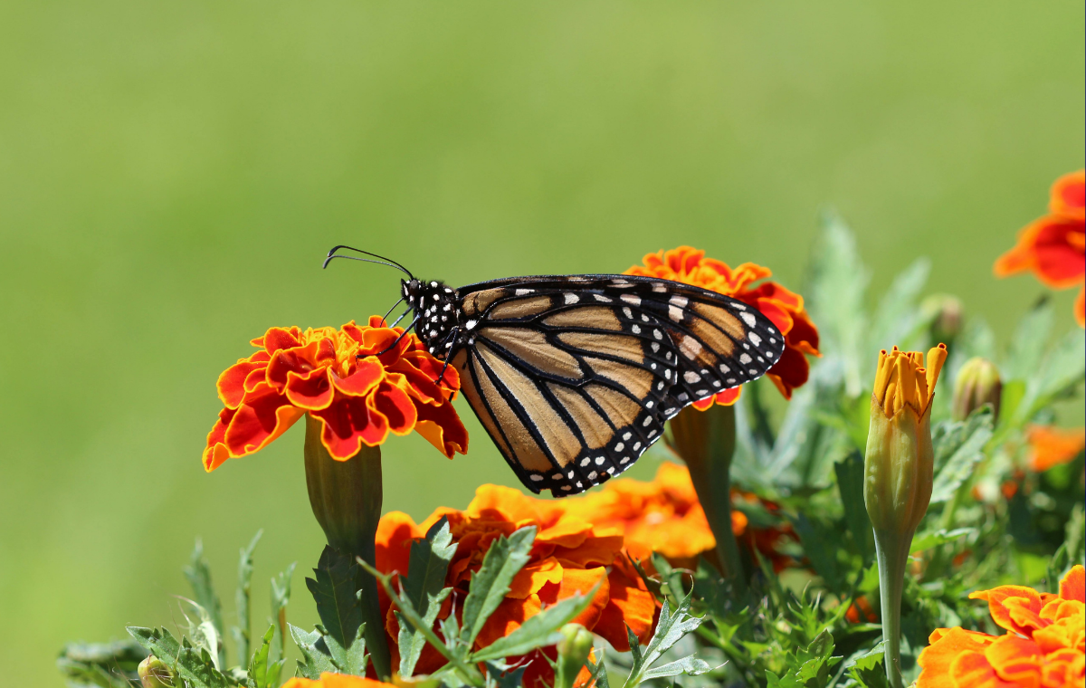 Kehf Suresi’nde ve Kuran’ın birçok kıssasında Mehdiyet konusu anlatılır. Kehf Suresi’ndeki rakamlar da günümüze işaret eder.