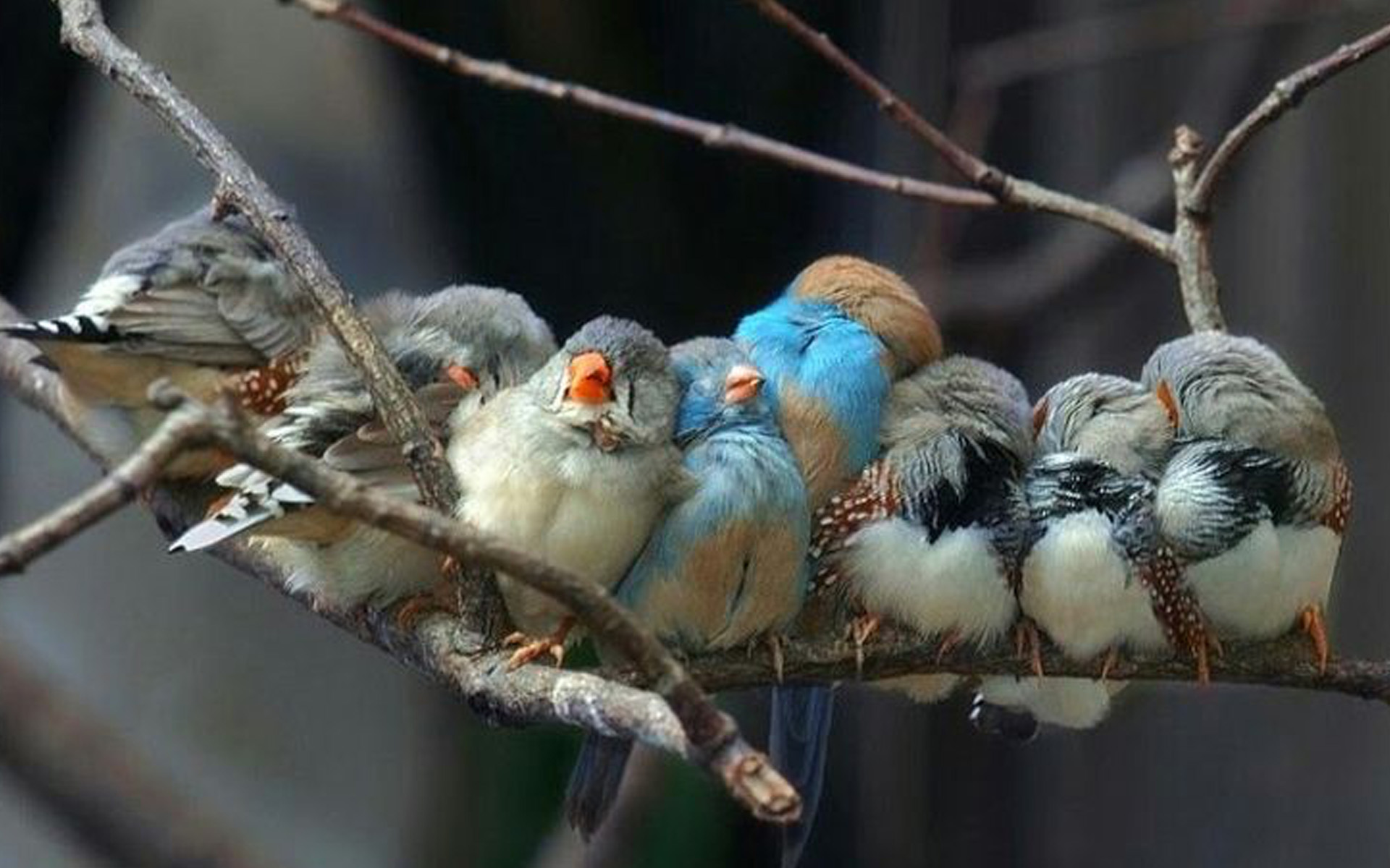 Kuşlar Nasıl Uyur?