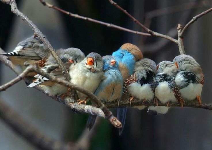 Kuşlar Nasıl Uyur?