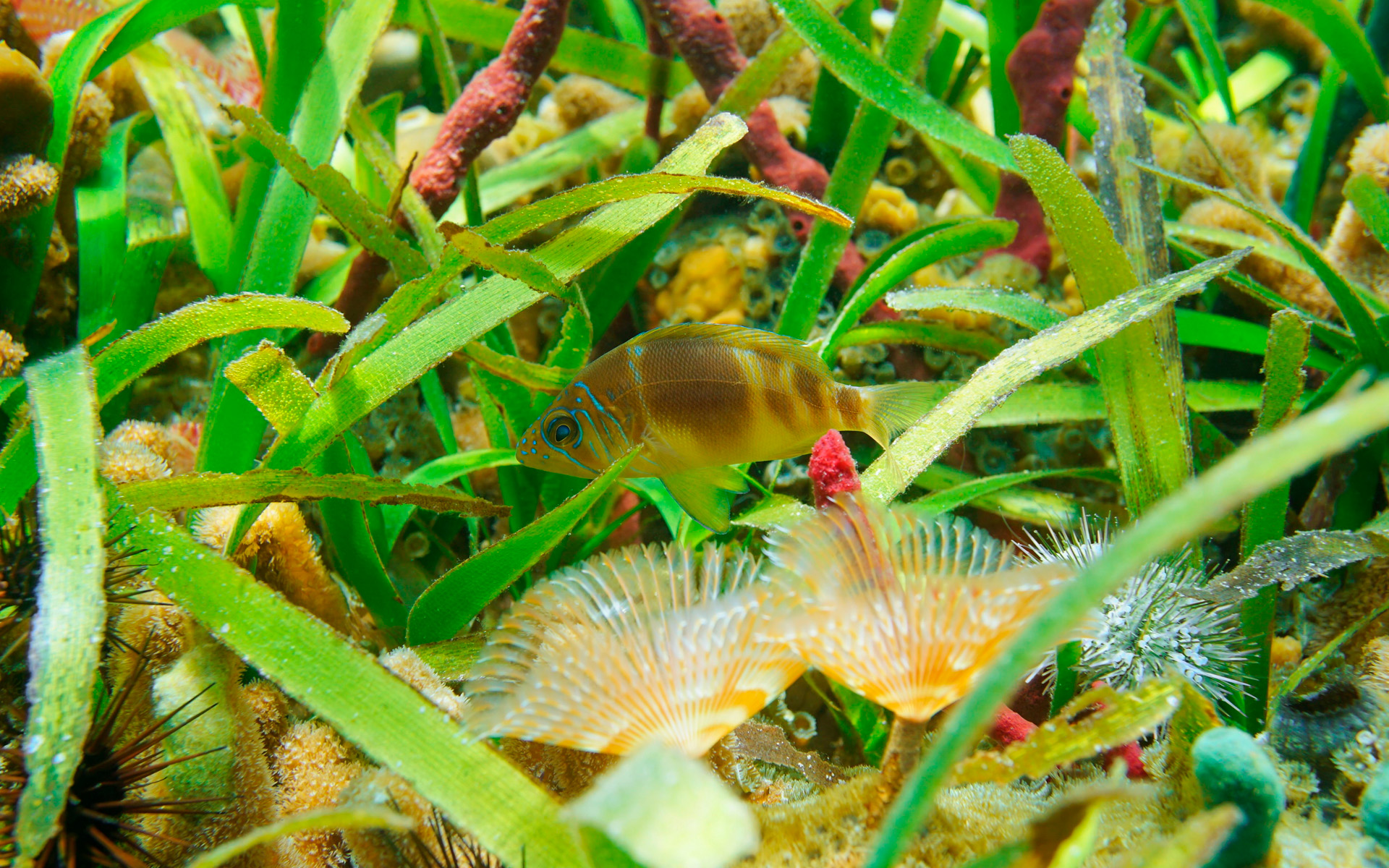Təkamülün İzah Edə Bilmədiyi Sualtı Tozlanma
