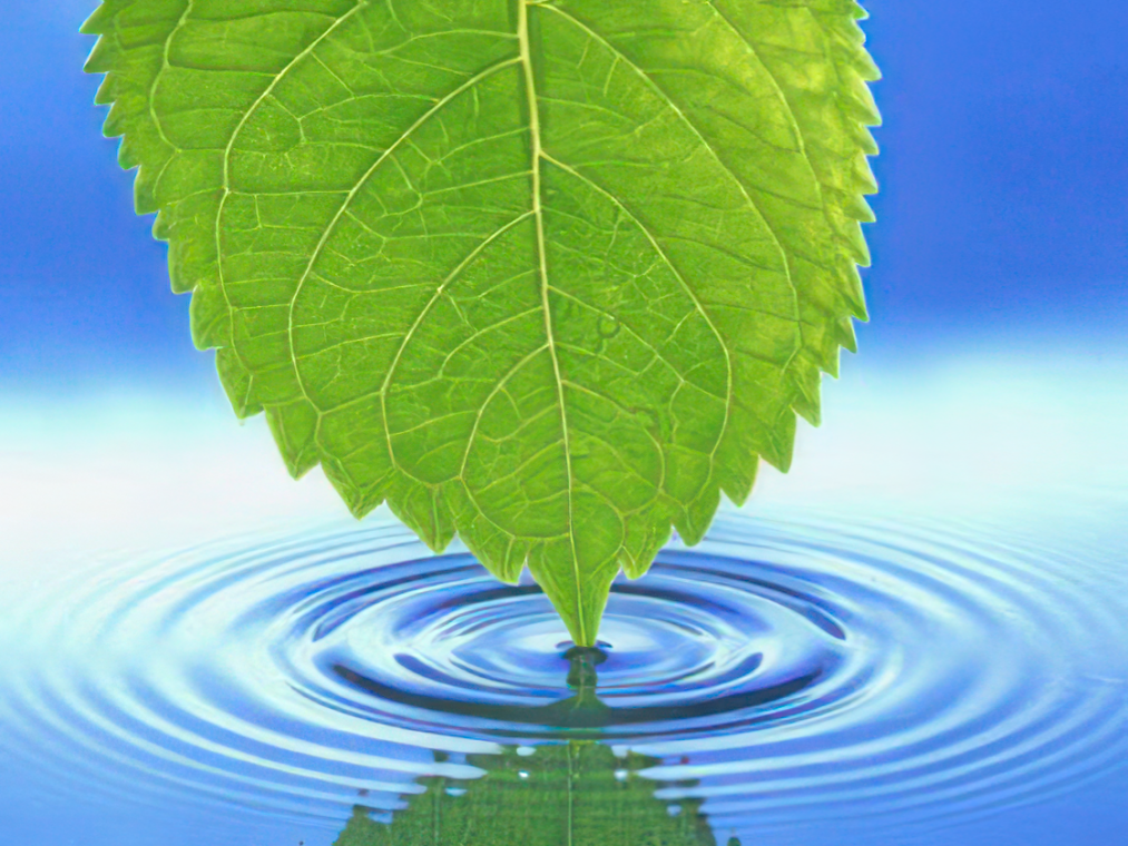 “Kiçik təkamüllə” fotosintetik bakteriya yarandı və oksigen istehsal etdi yalanı