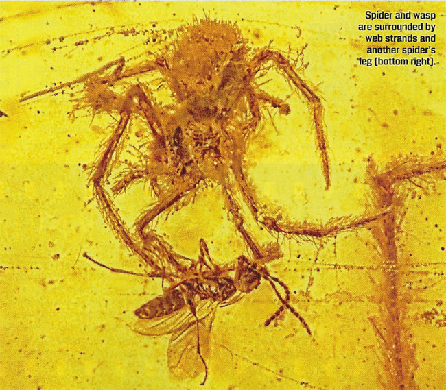 100 million year old fossil unearthed in Hukawng Valley of Burma is another evidence of Creation