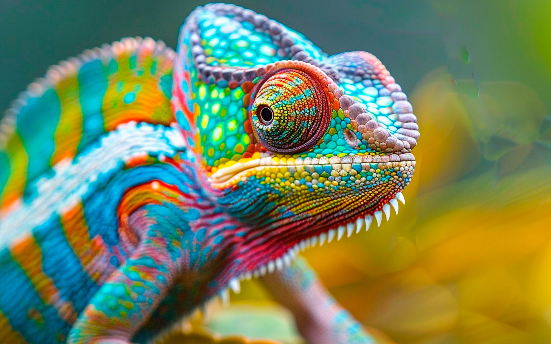 Bukalemun Gözündeki Yaratılış Mucizesi