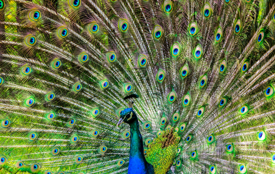 Moşiyah [Hazreti Mehdi (as)]'ın üstünlüğü