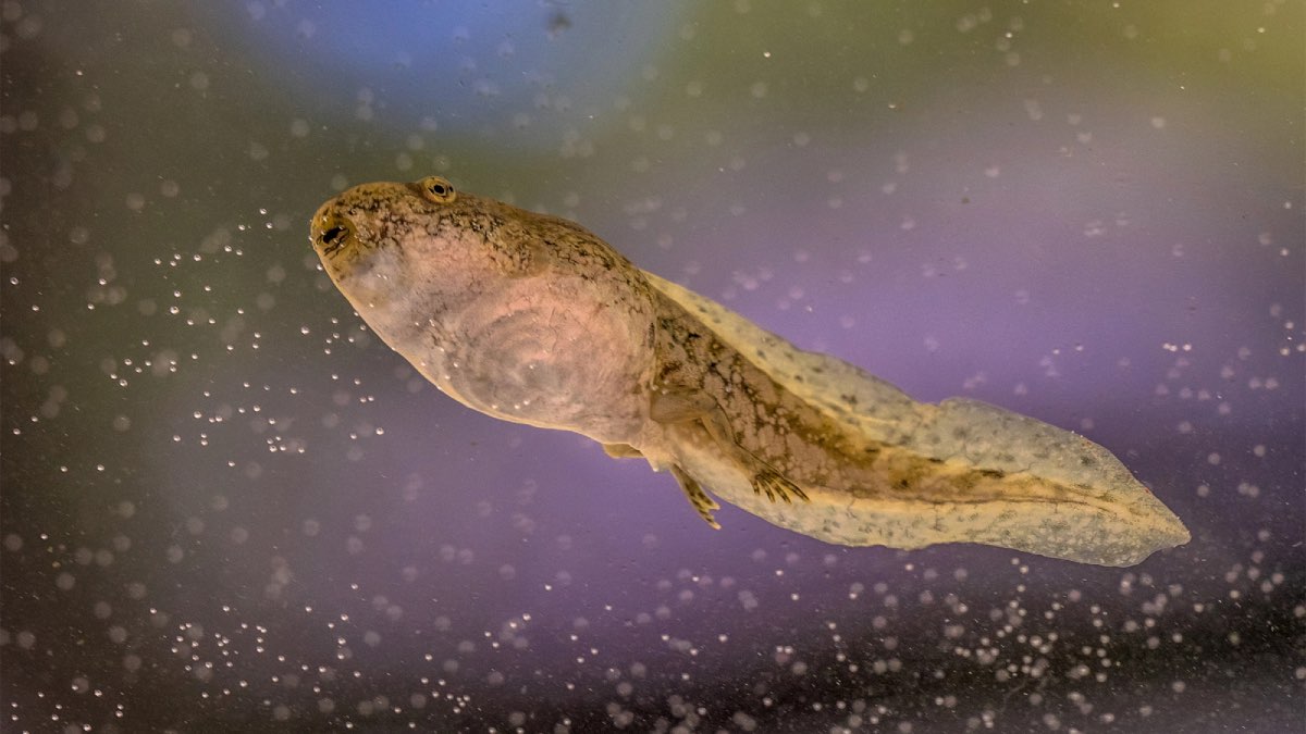 Distortion Method Used in the 161 Million-Year-Old Tadpole Fossil