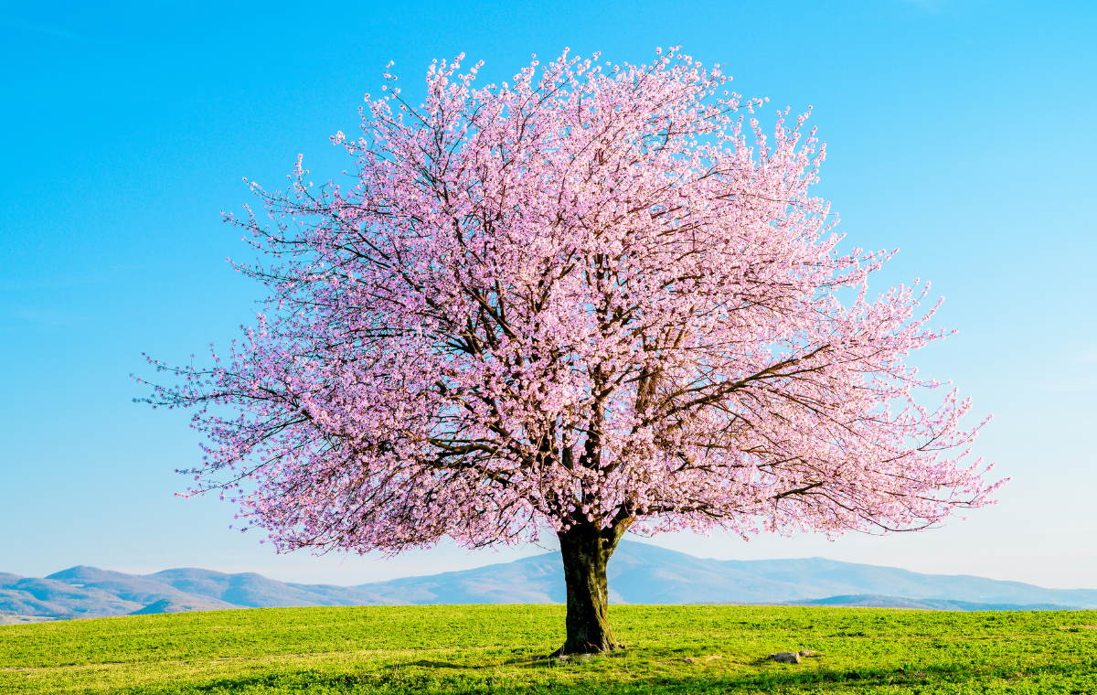 HZ. MEHDİ (AS) İNSANLARIN RUHLARINI MANEN CANLANDIRACAKTIR