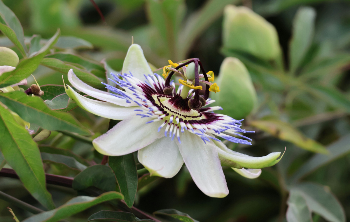 HZ. MEHDİ (Ə.S) İNSANLARIN RUHLARININ CANLANIB SEVGİYƏ HƏSSAS HALA GƏLMƏSİNƏ VƏSİLƏ OLACAQDIR