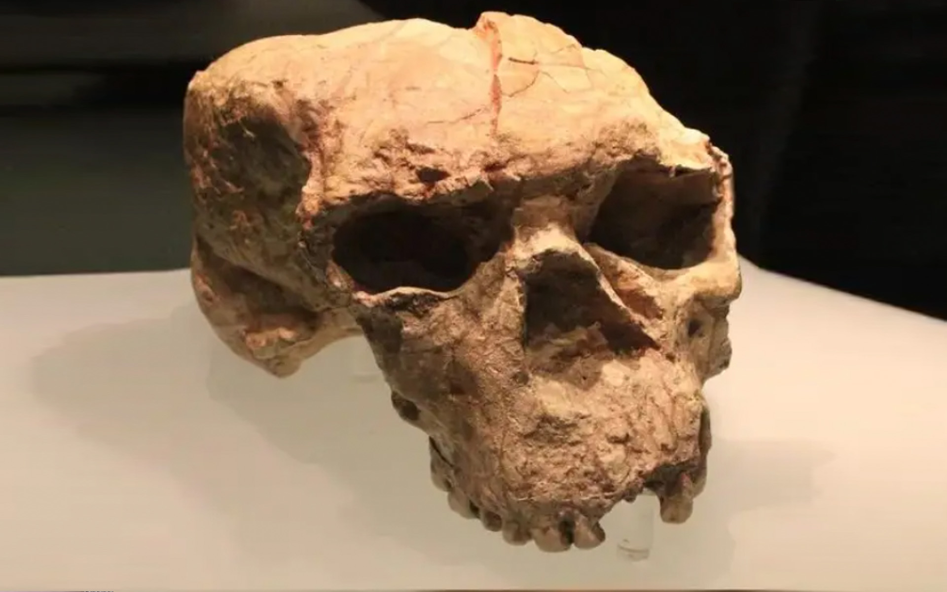 Evolutionists' Latest Perception Operation: YUNXIAN SKULL  And  CHINA'S FOSSIL SECTOR