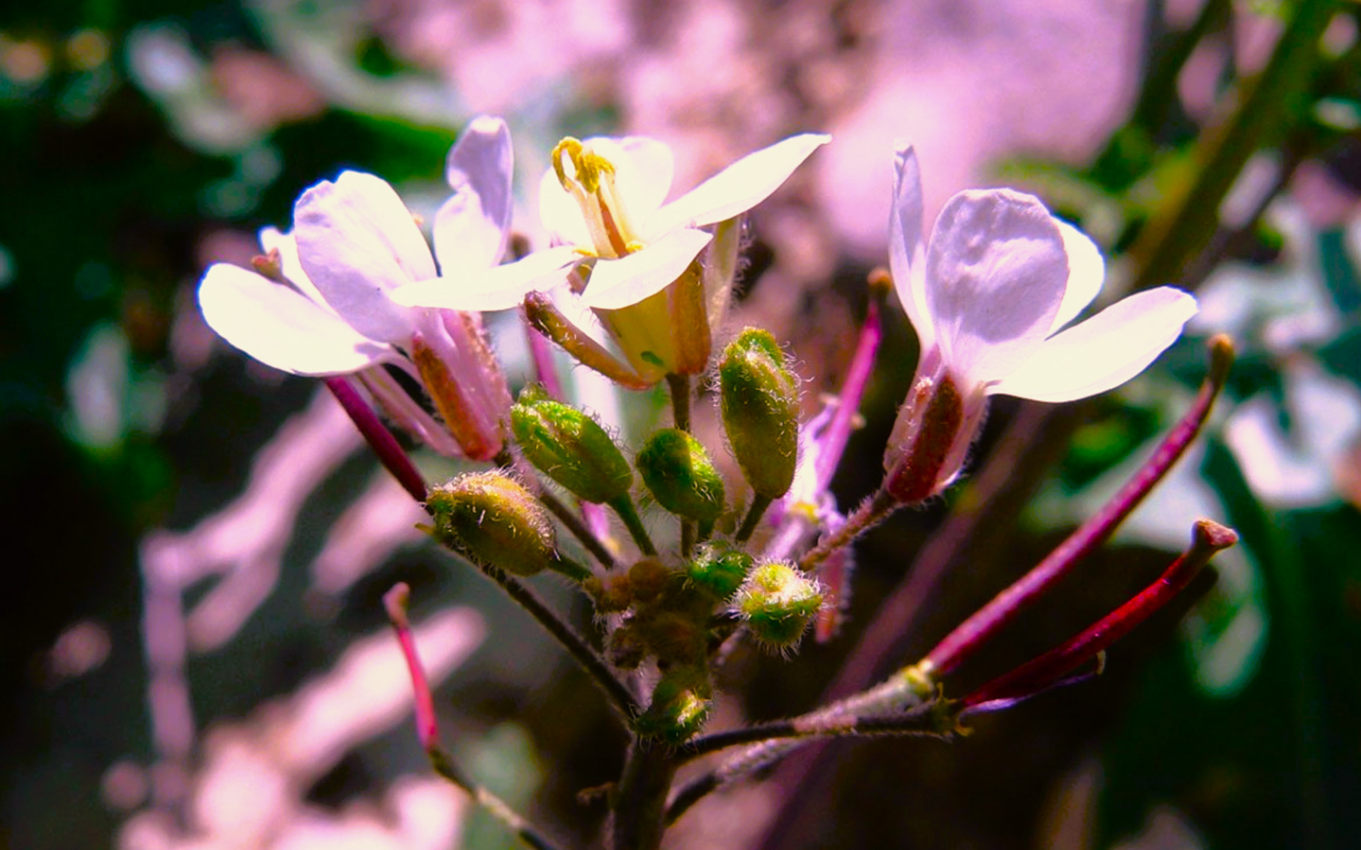 Bitkideki Tepkili Motor Düzeneği Patlayan Salatalık