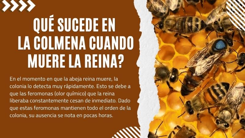 Qué Sucede en la Colmena Cuando Muere la Reina?