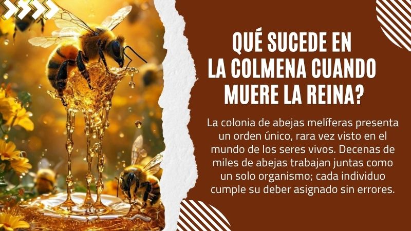Qué Sucede en la Colmena Cuando Muere la Reina?
