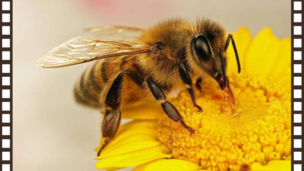 Жаратылыштагы архитекторлор