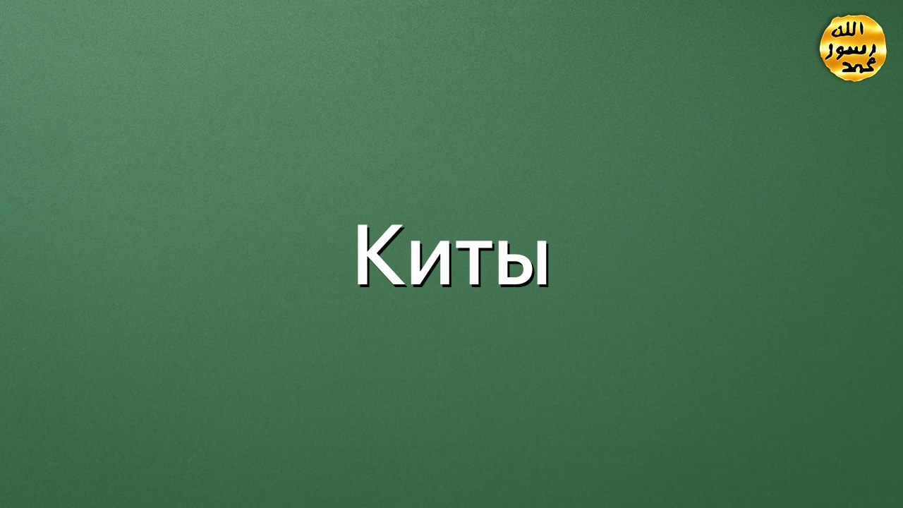 Киты