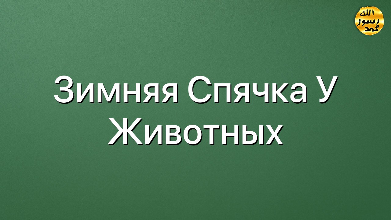 Зимняя спячка у животных