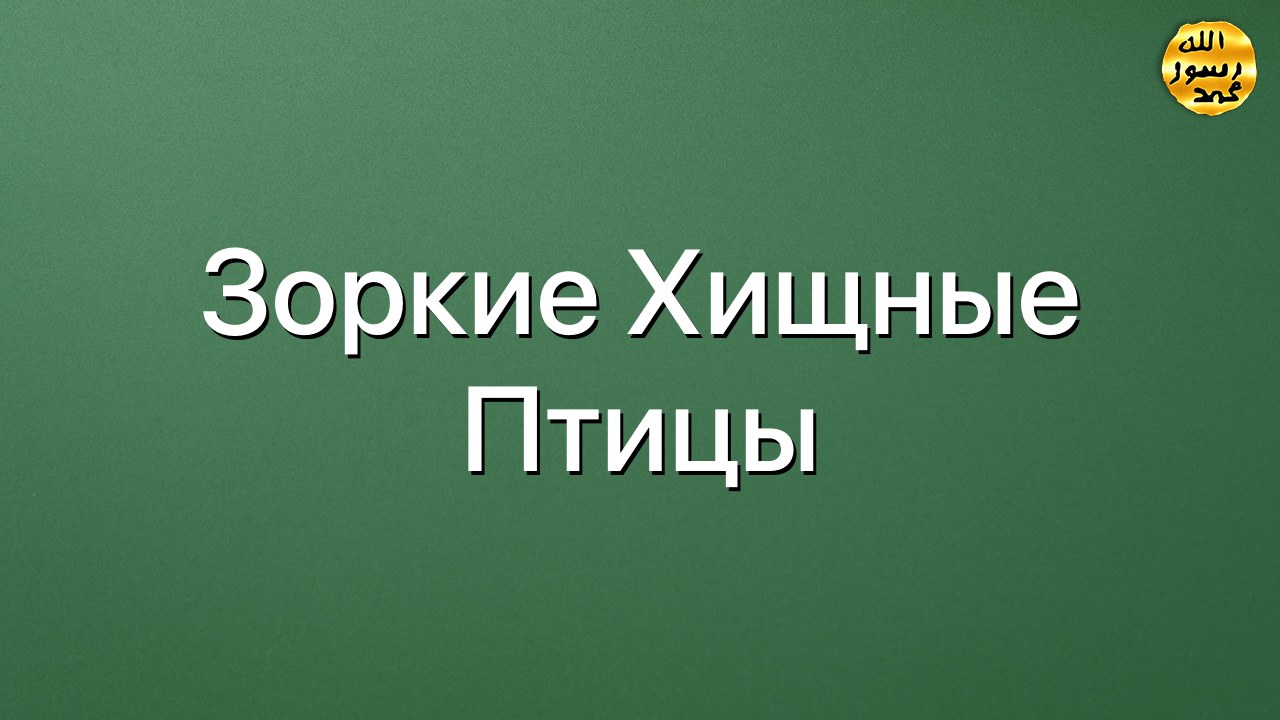 Зоркие хищные птицы