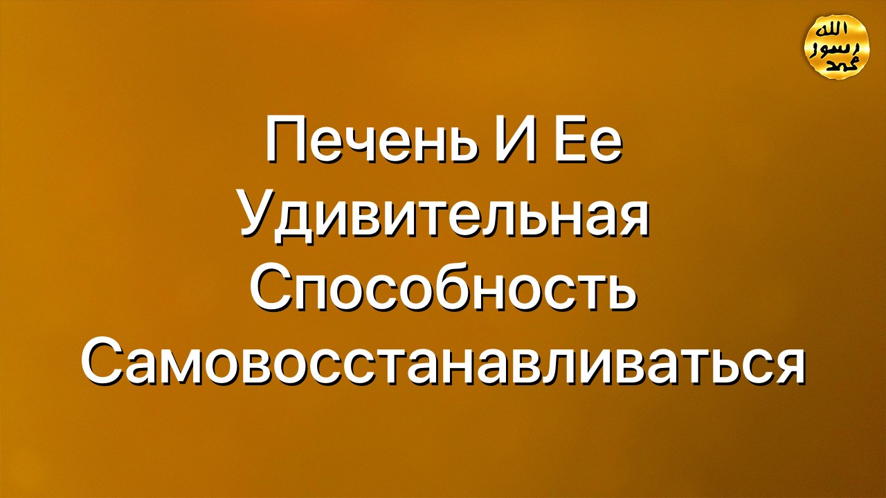 Печень и ее удивительная способность самовосстанавливаться