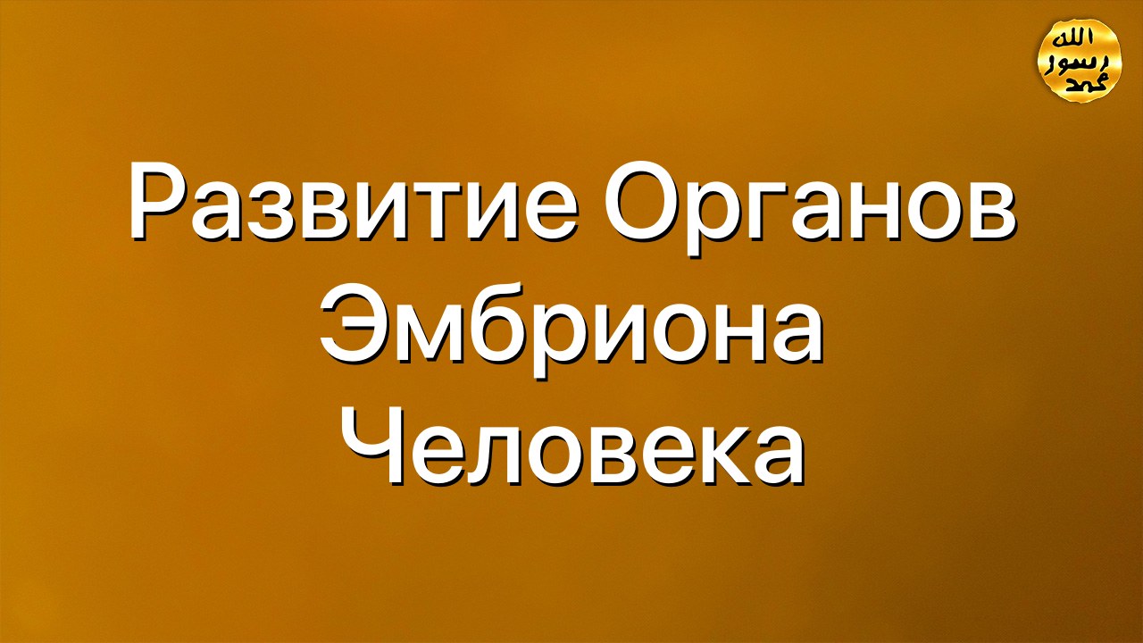 Развитие органов эмбриона человека