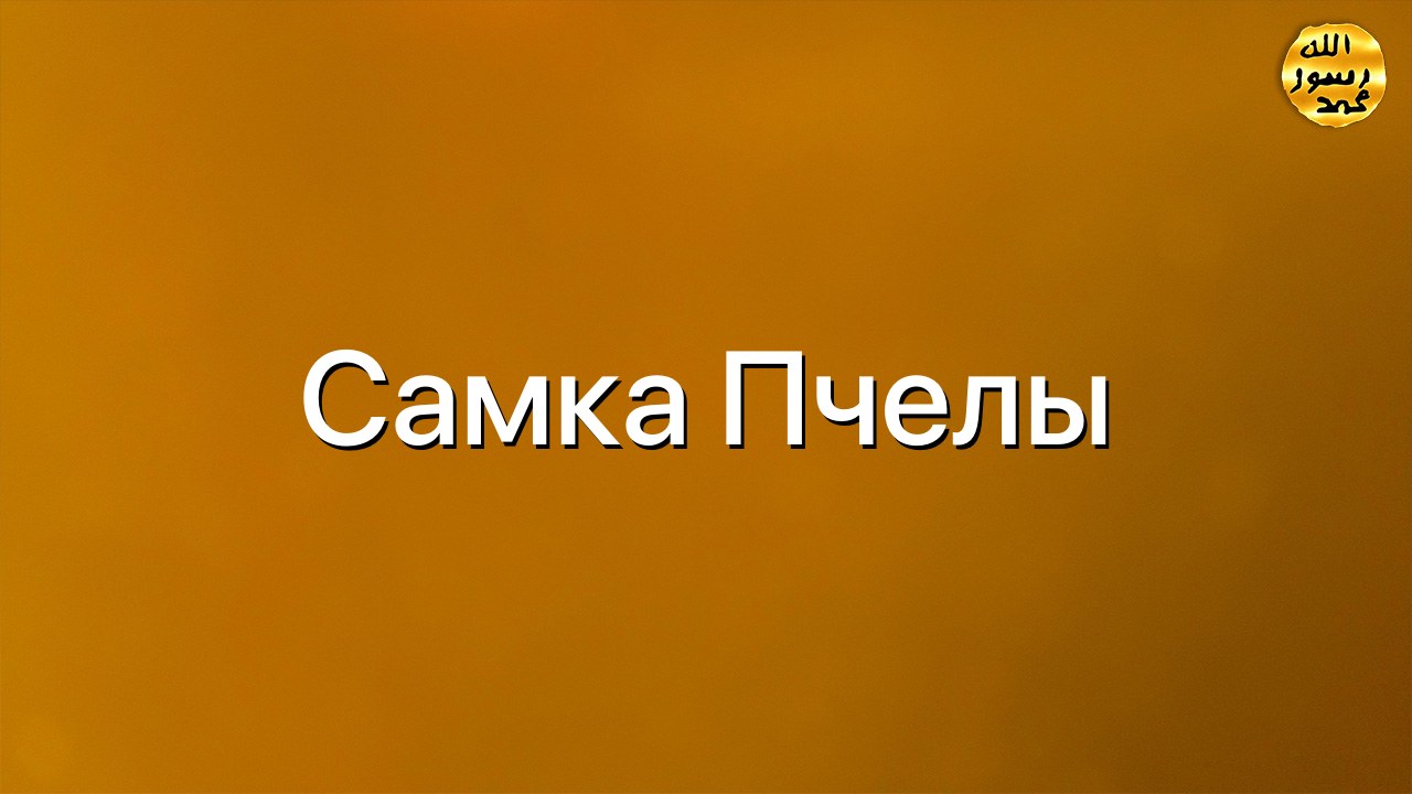 Самка пчелы