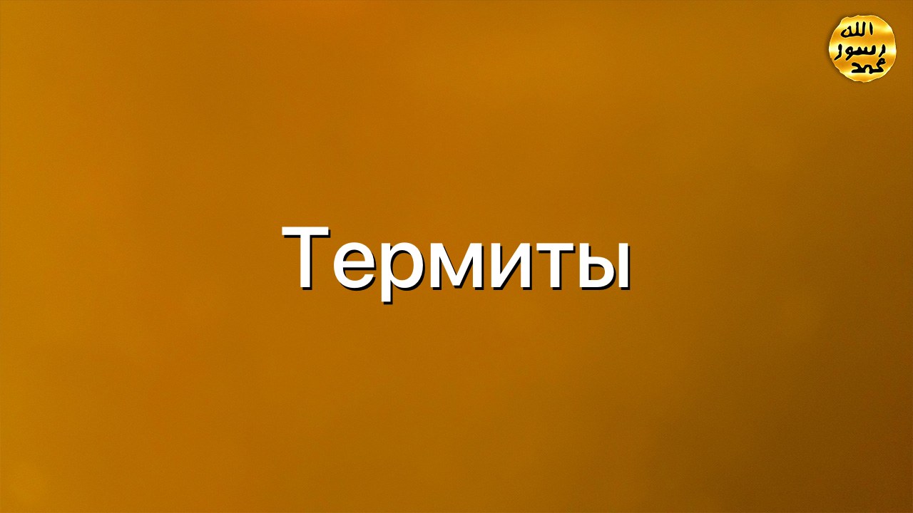 Термиты