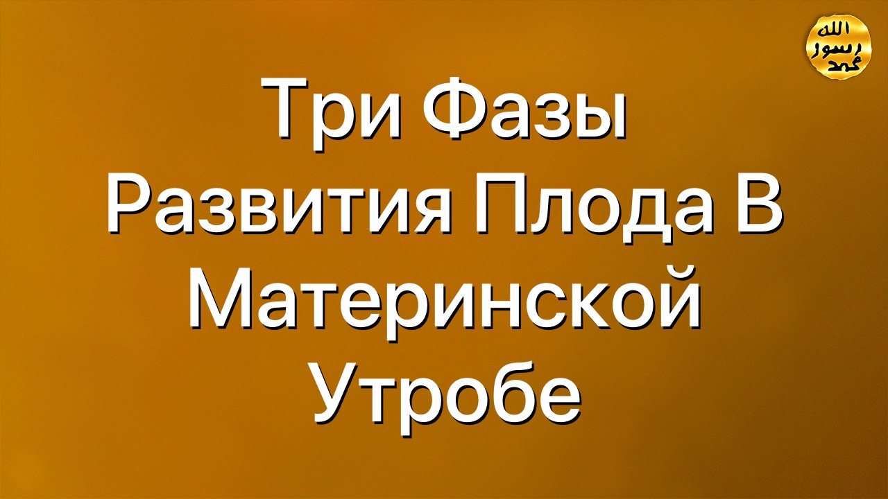 Три фазы развития плода в материнской утробе
