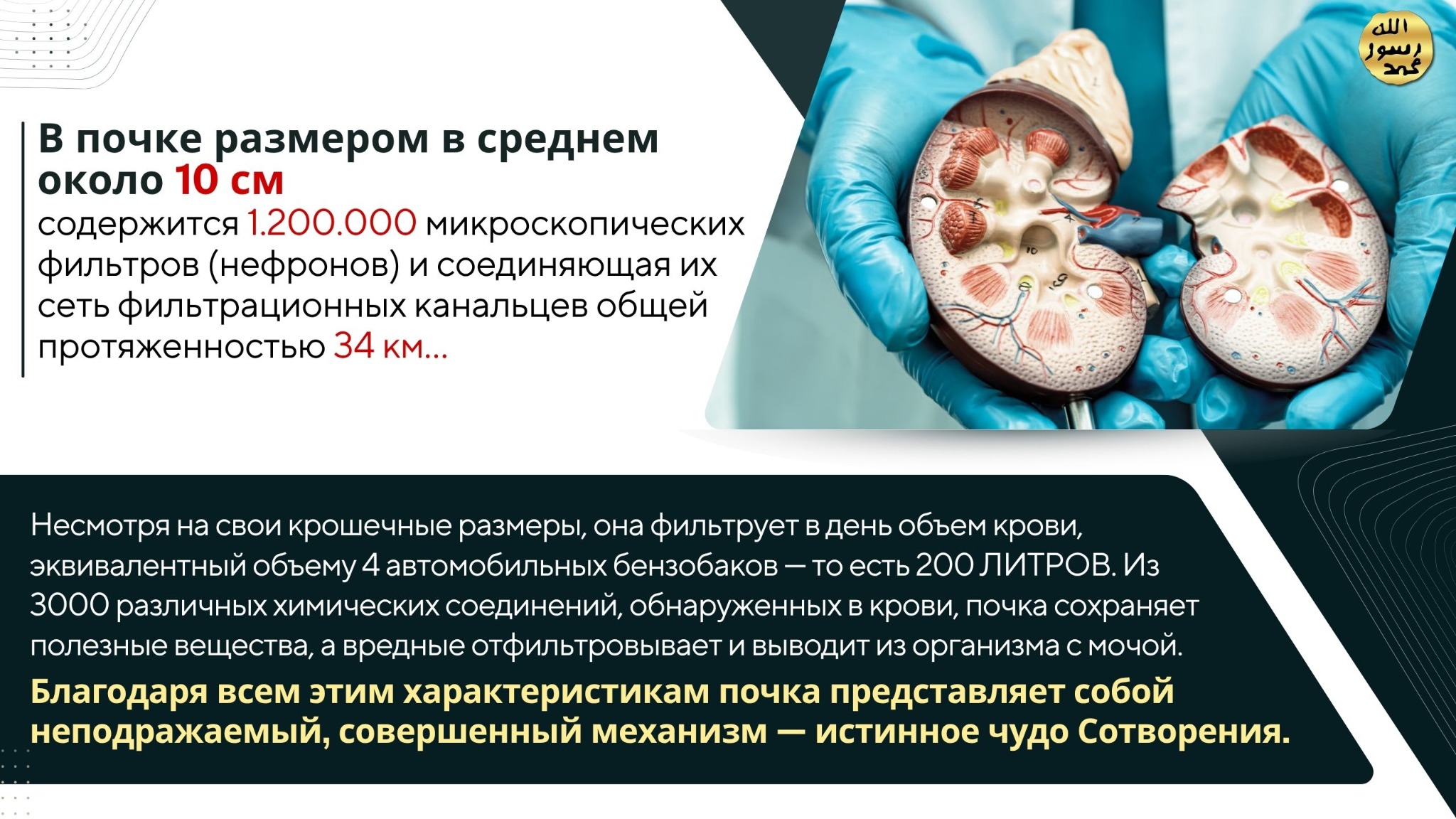 Человеческое Тело
