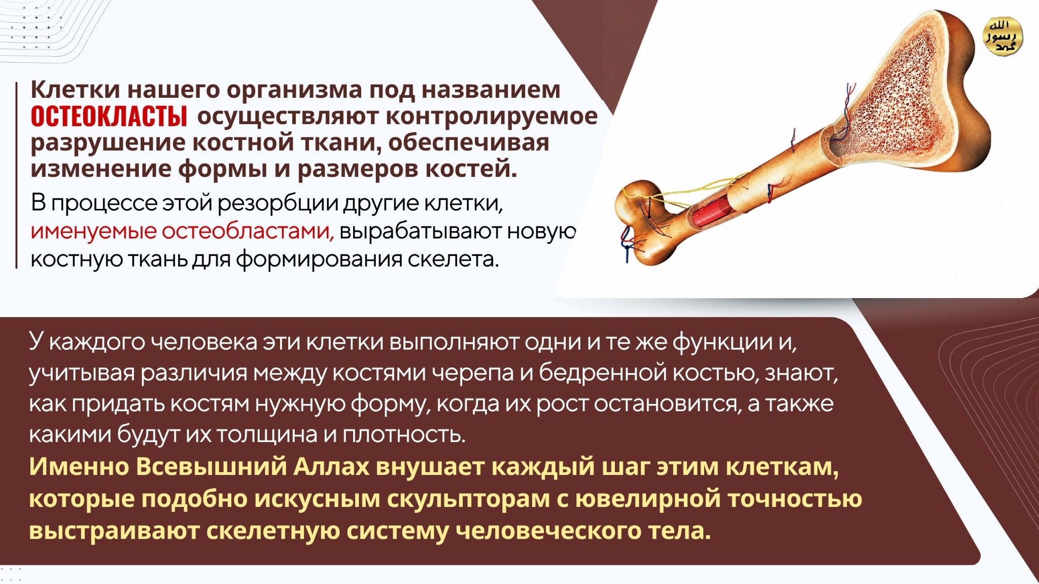 Человеческое Тело