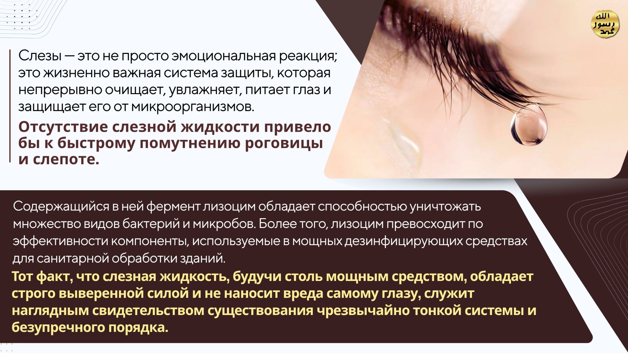Человеческое Тело