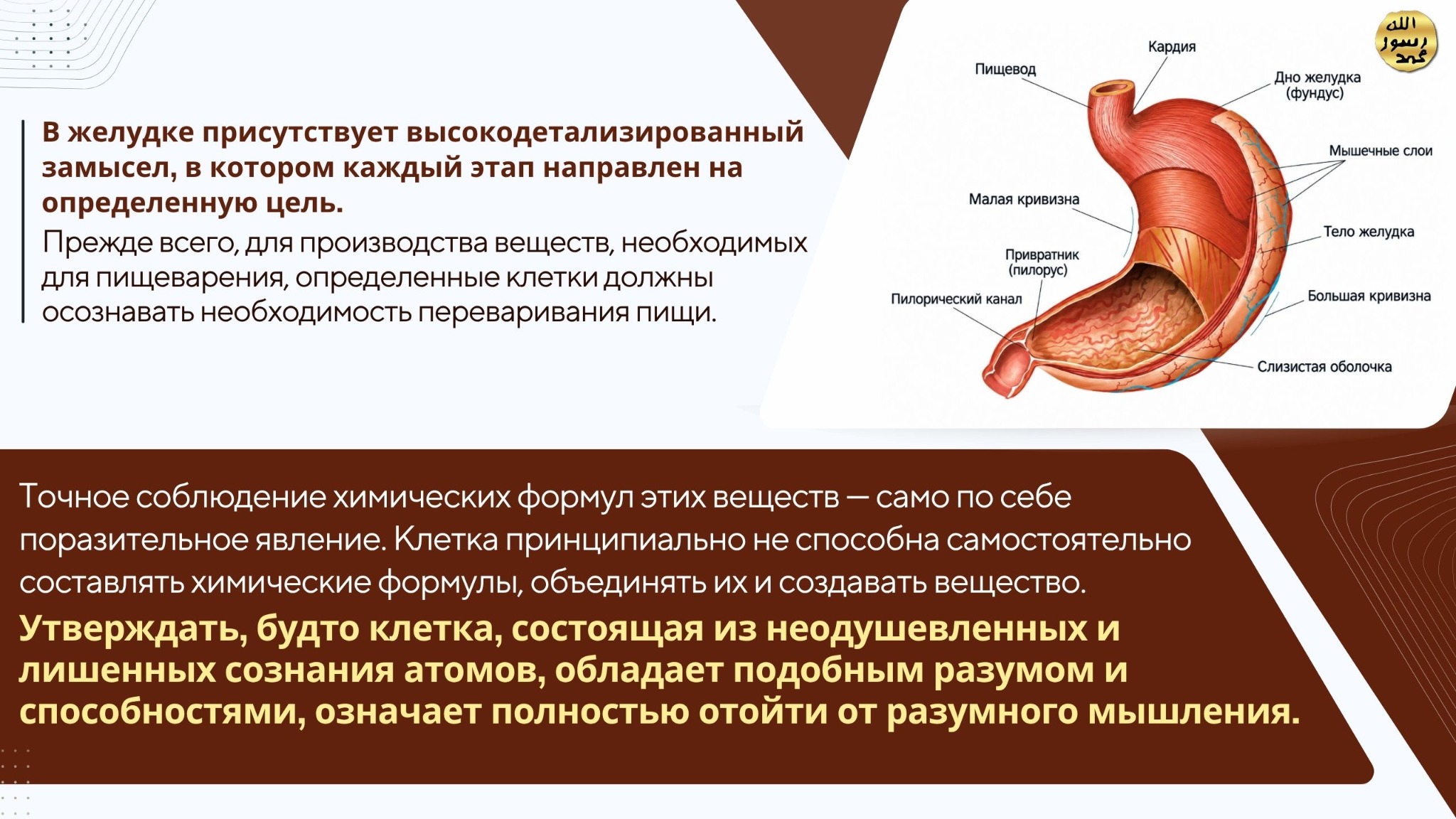 Человеческое Тело